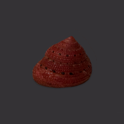 Strawberry top shell